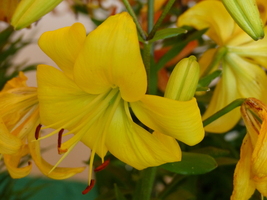 Foto: Dr. Peter Müller